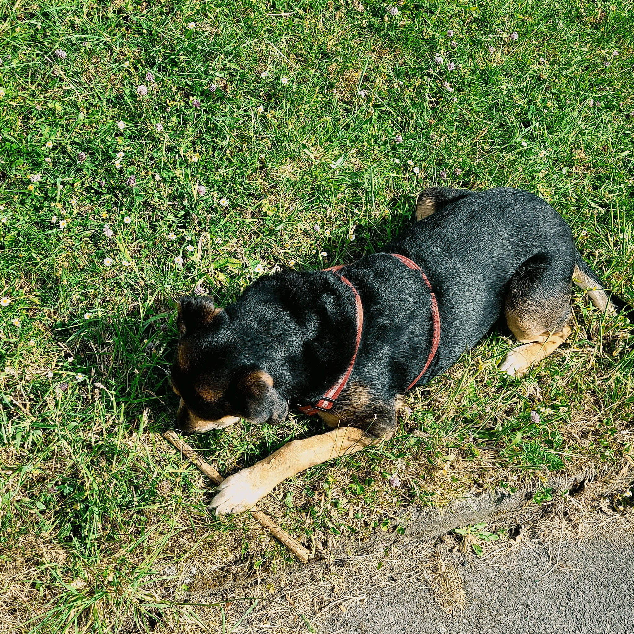 Garden a rejoint le concours — aidez-le/la à gagner de superbes lots ! canidae, carlin_pinscher, carnivore, collar, companion_dog, dog, dog_breed, grass, groundcover, guard_dog, hunting_dog, paw, plant, snout, sporting_group, tail, terrestrial_animal, working_animal, working_dog