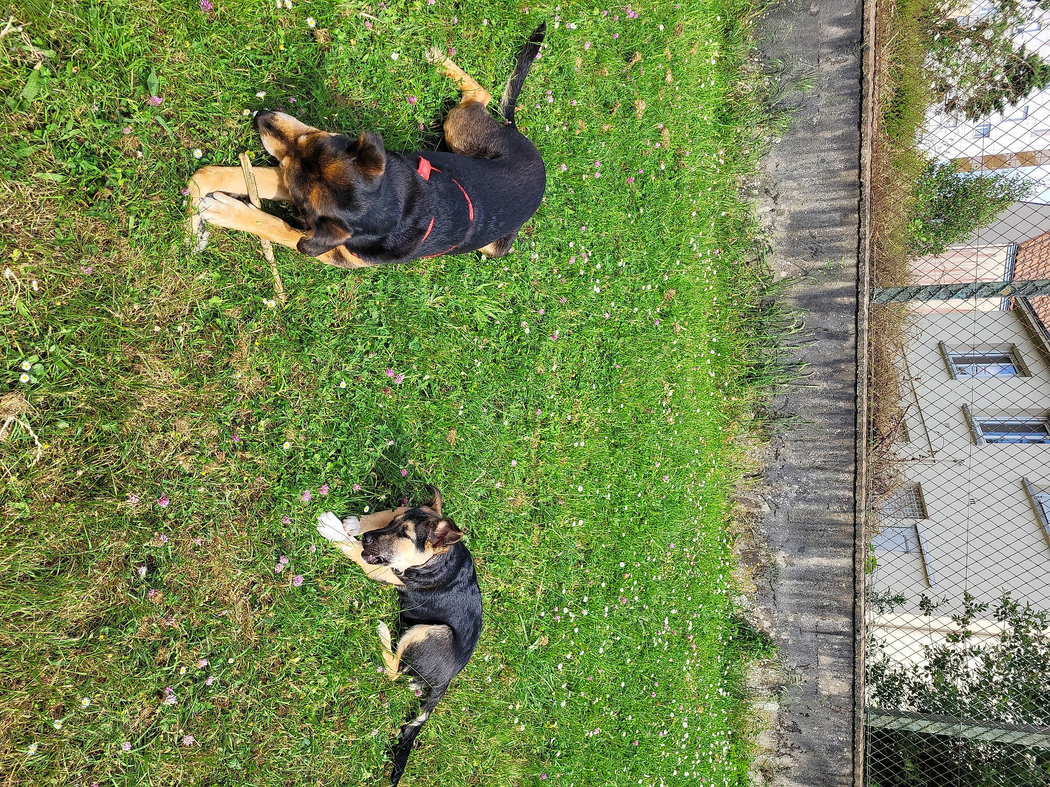 Garden participe au concours pour gagner de l'argent avec cette photo : carnivore, companion_dog, dog, dog_breed, fun, grass, grassland, groundcover, landscape, lawn, leisure, mammal, people_in_nature, plant, recreation, shadow, shrub, slope, sporting_group, tree