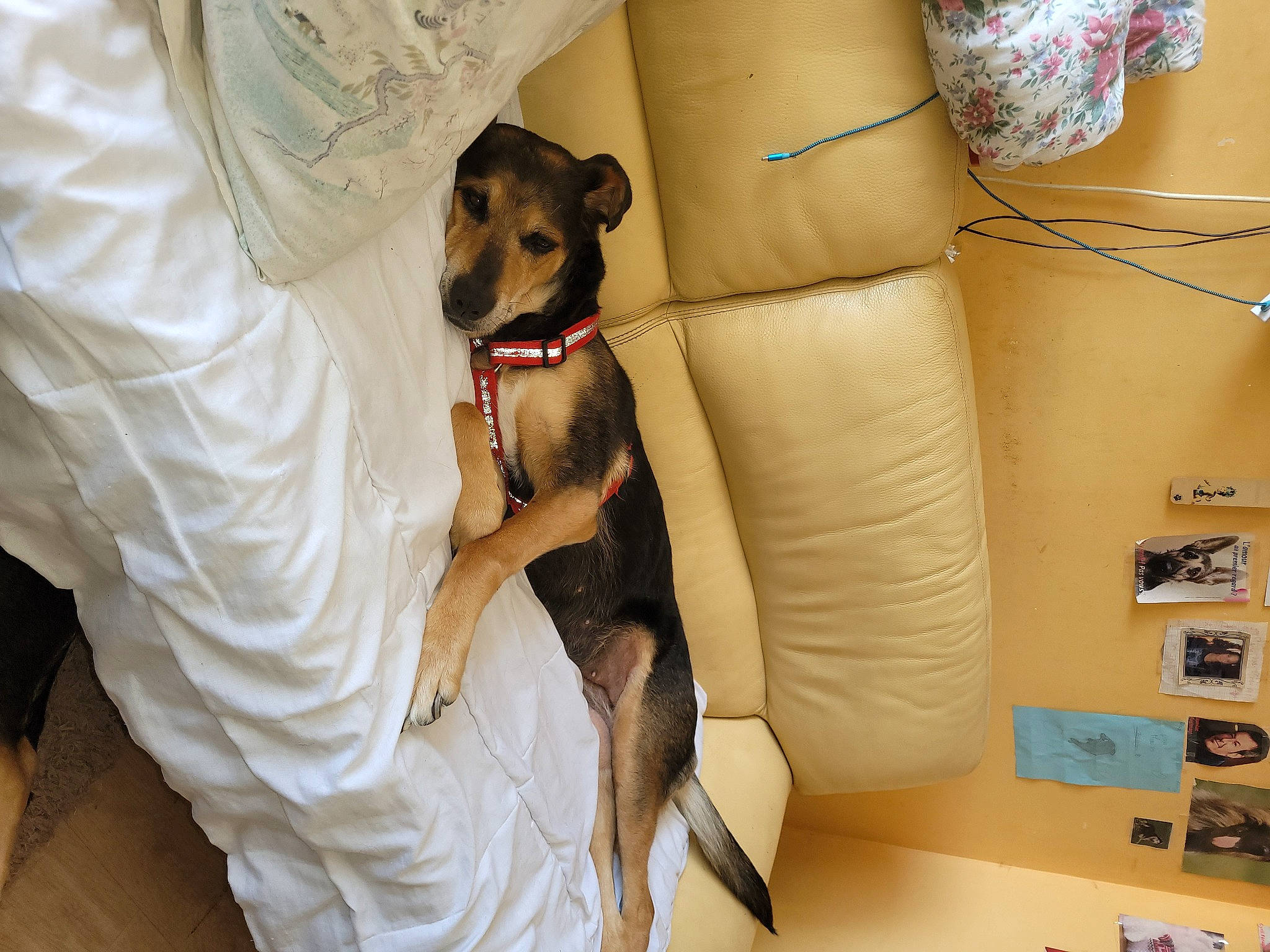 Garden a rejoint le concours — aidez-le/la à gagner de superbes lots ! bag, canidae, carnivore, collar, comfort, companion_dog, couch, dog, dog_breed, dog_collar, dog_supply, fawn, fur, linens, pet_supply, pillow, sporting_group, studio_couch, toy_dog, working_animal