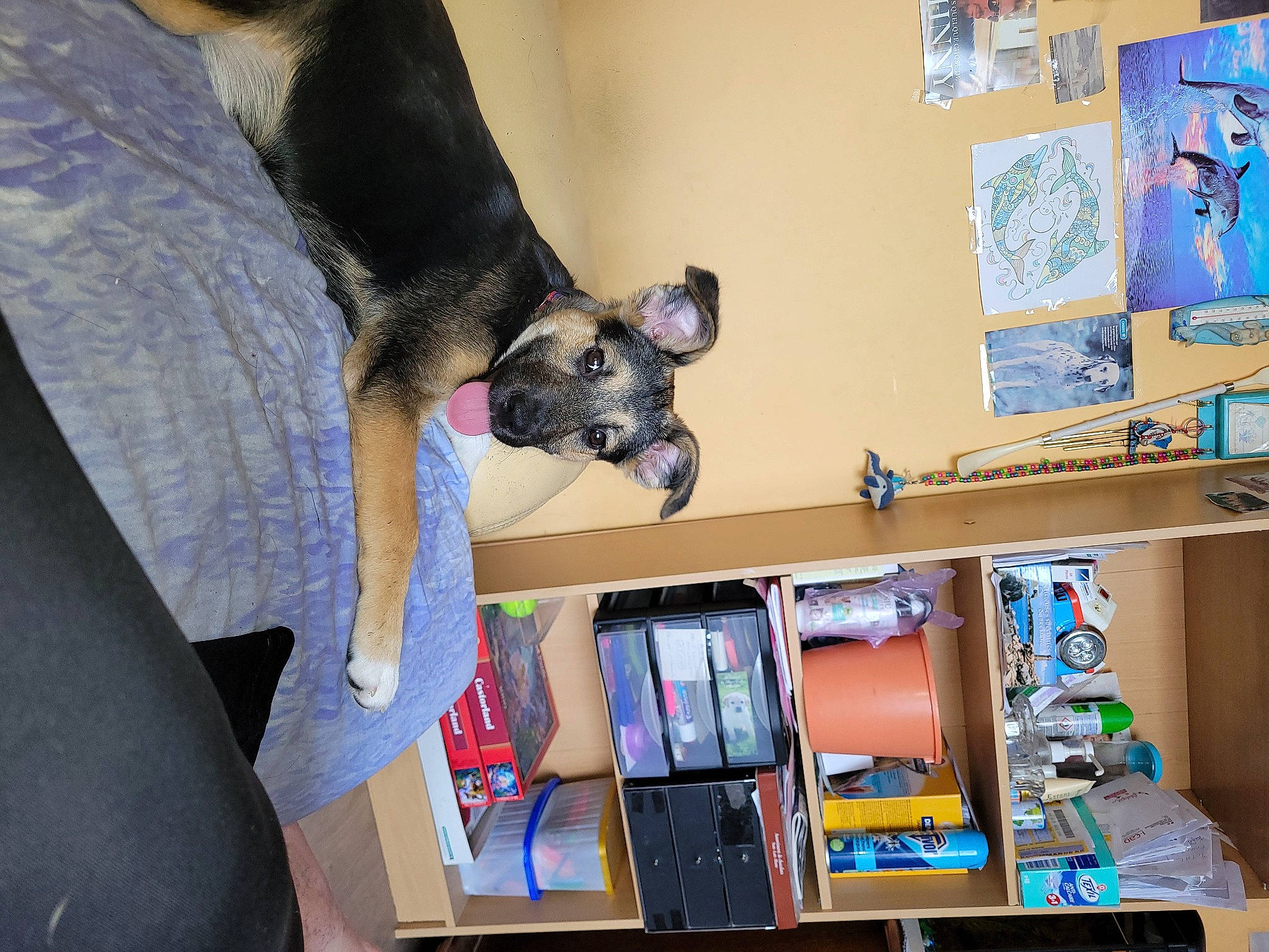 Tara a rejoint le concours — aidez-le/la à gagner de superbes lots ! art, bookcase, box, canidae, carnivore, comfort, companion_dog, dog, dog_breed, dog_supply, fawn, fur, publication, room, shelf, shelving, sporting_group, toy_dog, visual_arts, working_animal