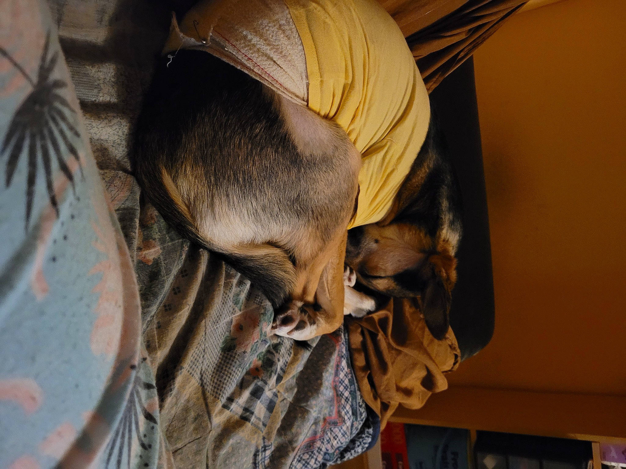 Tara participe au concours pour gagner de l'argent avec cette photo : canidae, carnivore, comfort, dog, dog_breed, fawn, flooring, fur, livestock, snout, sporting_group, tail, wildlife, wood, working_animal