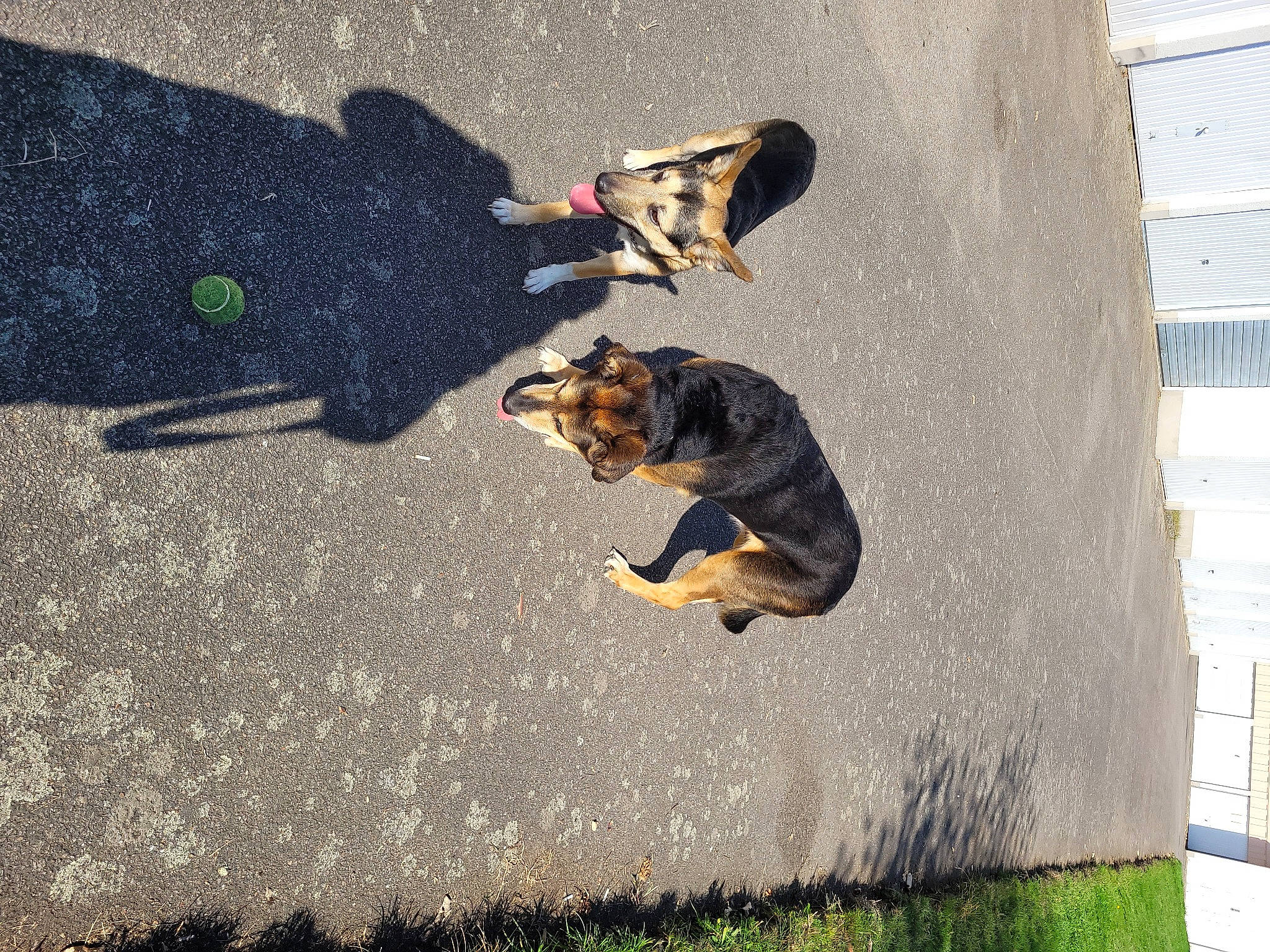 Tara a rejoint le concours — aidez-le/la à gagner de superbes lots ! art, asphalt, canidae, carnivore, companion_dog, concrete, dog, dog_breed, fashion_accessory, grass, leash, pet_supply, road, road_surface, shadow, sidewalk, sporting_group, street_dog, tail, tar