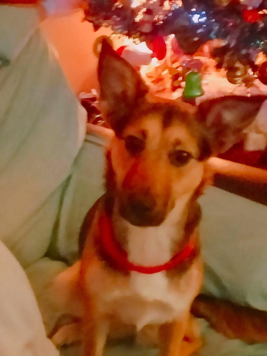 Tara a rejoint le concours — aidez-le/la à gagner de superbes lots ! carnivore, christmas, christmas_eve, christmas_ornament, collar, companion_dog, costume_hat, deer, dog, dog_breed, dog_supply, event, fashion_accessory, fawn, fur, happy, holiday, snout, toy_dog, whiskers