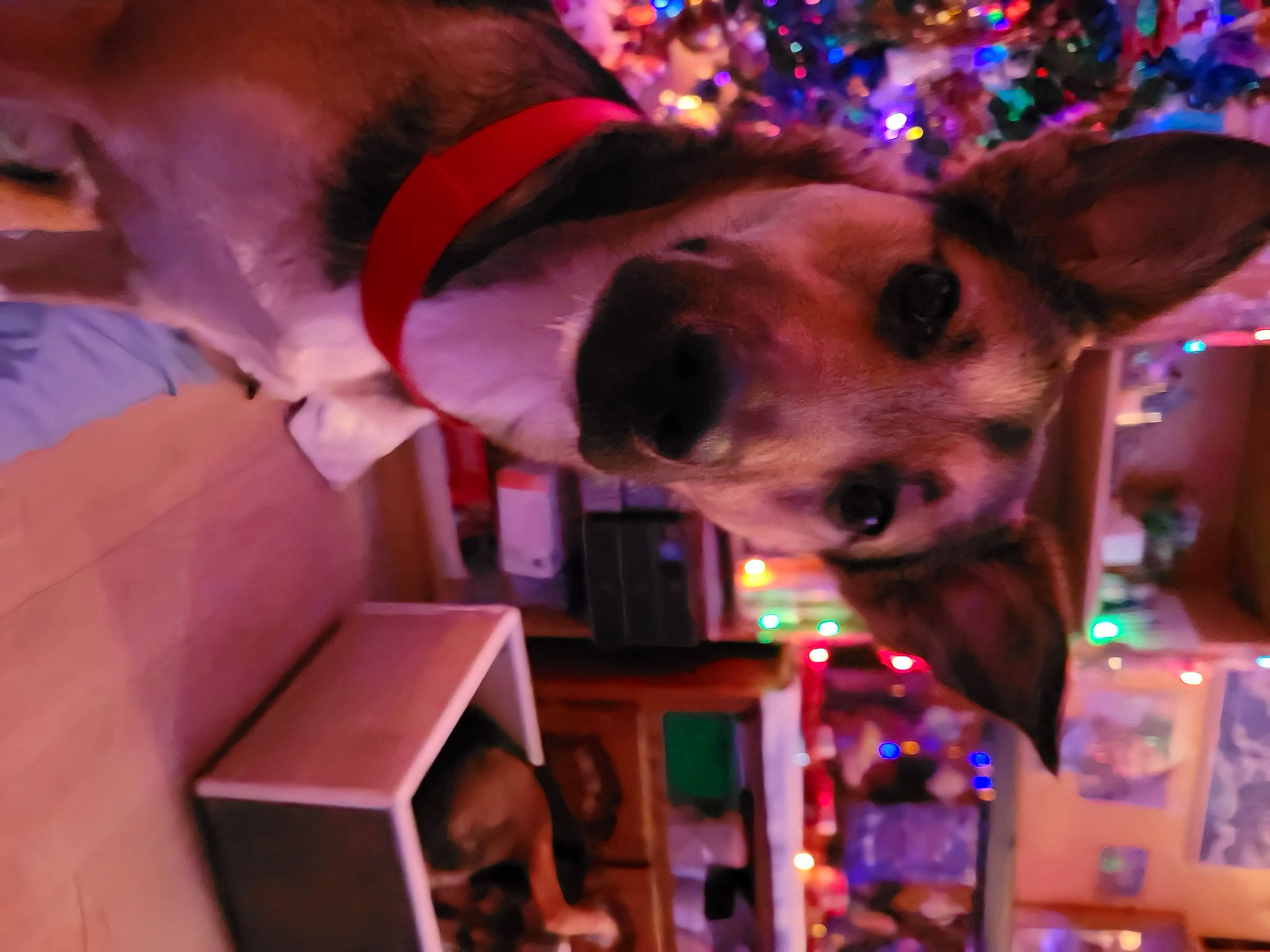 Tara participe au concours pour gagner de l'argent avec cette photo : carnivore, christmas, christmas_ornament, collar, dog, dog_breed, dog_collar, ear, event, fashion_accessory, fawn, fun, holiday, light, magenta, party_hat, pink, purple, snout, sporting_group