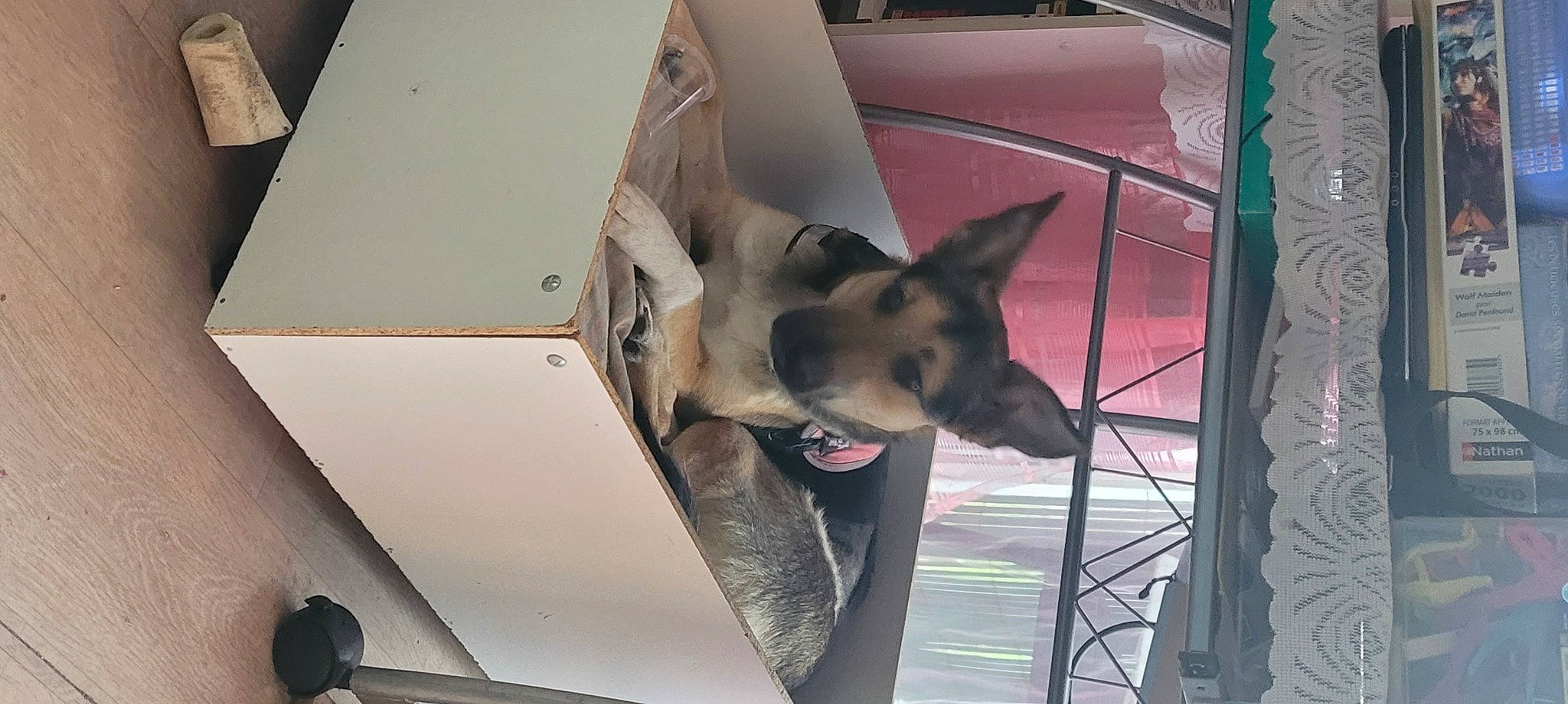 Tara a rejoint le concours — aidez-le/la à gagner de superbes lots ! box, canidae, carnivore, carton, collar, dog, dog_breed, domestic_short_haired_cat, fawn, felidae, fur, non_sporting_group, shipping_box, small_to_medium_sized_cats, snout, sporting_group, tail, whiskers, window, working_animal