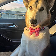 Bingo joined the competition — help win amazing prizes! dog, canine, pet, animal, pointy_ears, bow_tie, red_accessory, polka_dots, sitting, portrait, close_up, fur, white_fur, brown_fur, black_nose, car, vehicle_interior, passenger_seat, sunlight, road_trip