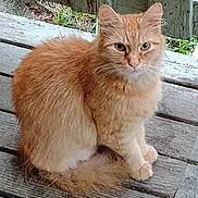 Fuzzy is registered to the contest to win money with this photo: cat, ginger_cat, orange_fur, fluffy, longhaired, feline, pet, animal, sitting, outdoors, wooden_bench, wood, rustic, fence, grass, greenery, tail, paws, whiskers, portrait