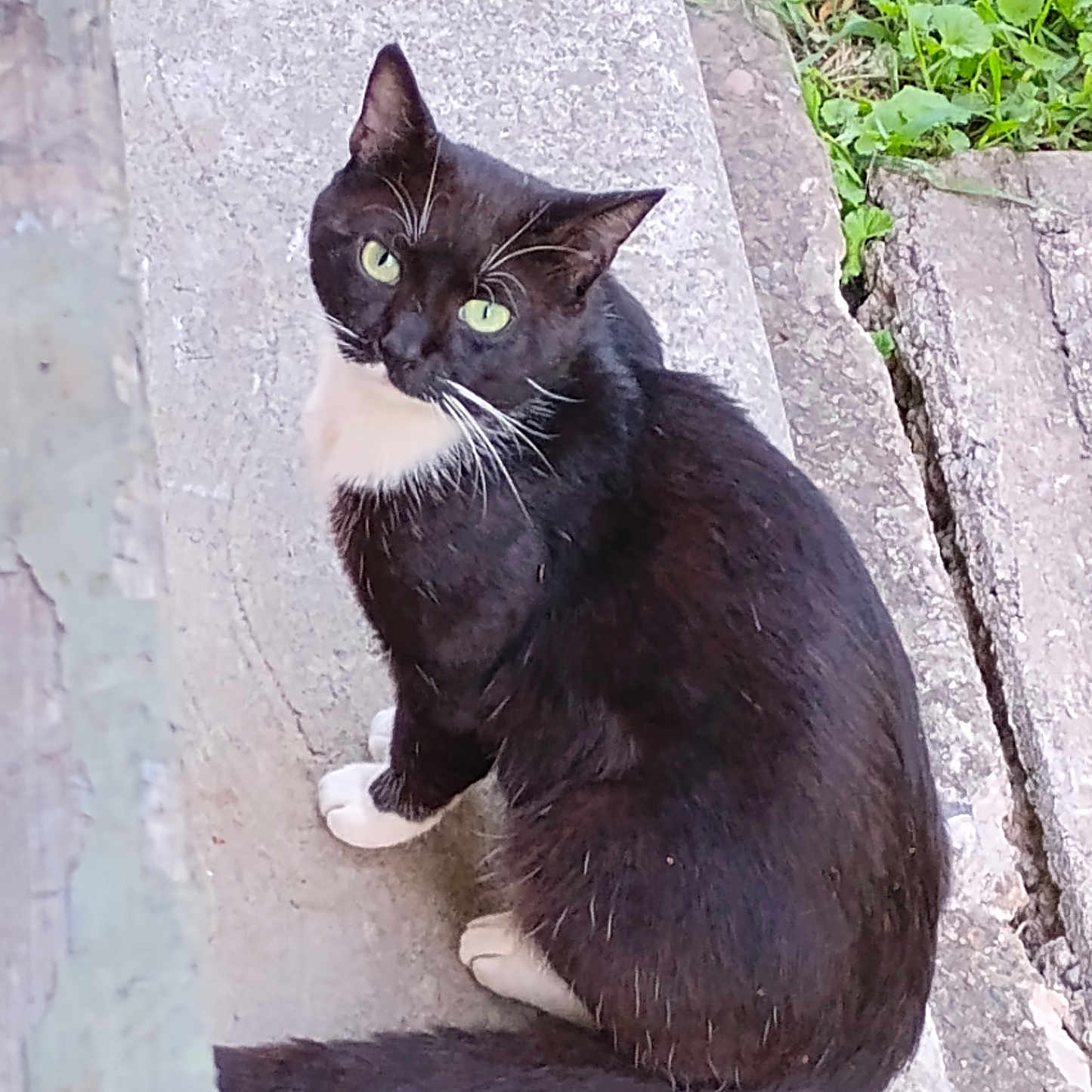Tinybutt