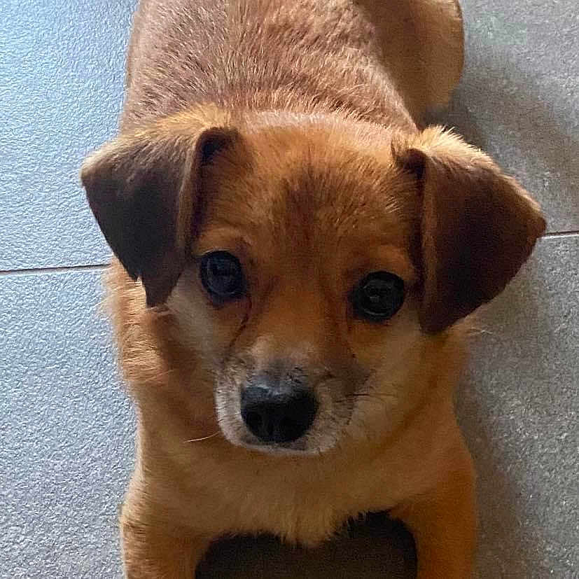 Nini