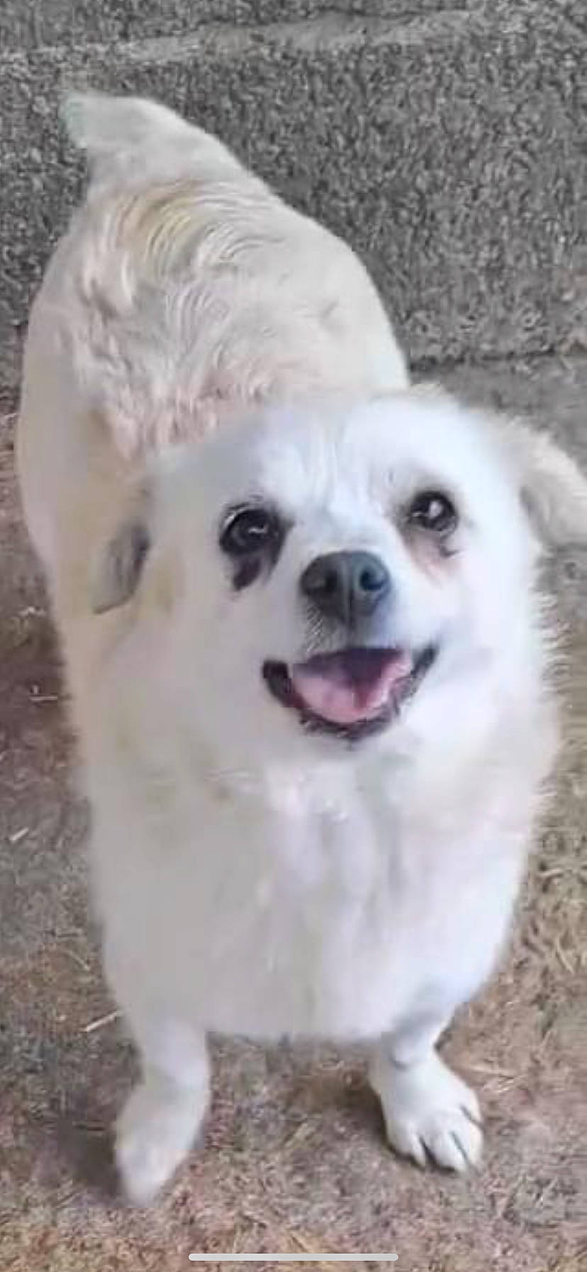 Girl a rejoint le concours — aidez-le/la à gagner de superbes lots ! canidae, carnivore, companion_dog, dog, dog_breed, ear, fur, iris, jaw, non_sporting_group, pet_supply, snout, sporting_group, whiskers, working_animal