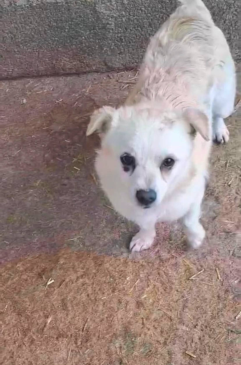 Girl a rejoint le concours — aidez-le/la à gagner de superbes lots ! canidae, carnivore, companion_dog, dog, dog_breed, eye, fawn, fur, livestock_guardian_dog, maremma_sheepdog, paw, plant, polish_tatra_sheepdog, snout, sporting_group, tail, terrestrial_animal, toy_dog, whiskers, working_animal