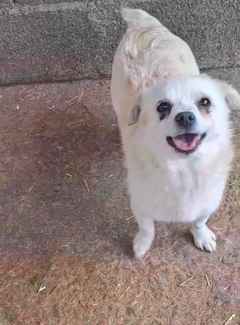 Girl a rejoint le concours — aidez-le/la à gagner de superbes lots ! canidae, carnivore, collar, companion_dog, dog, dog_breed, dog_collar, fang, fur, grass, non_sporting_group, polish_tatra_sheepdog, road_surface, soil, toy_dog, whiskers, working_animal, working_dog