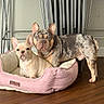 animal, brown, companion, cream, cute, dog, dog_bed, ears, french_bulldog, fur, home, indoor, looking, metal, pet, pink, resting, stacked_chairs, two_animals, wood_floor