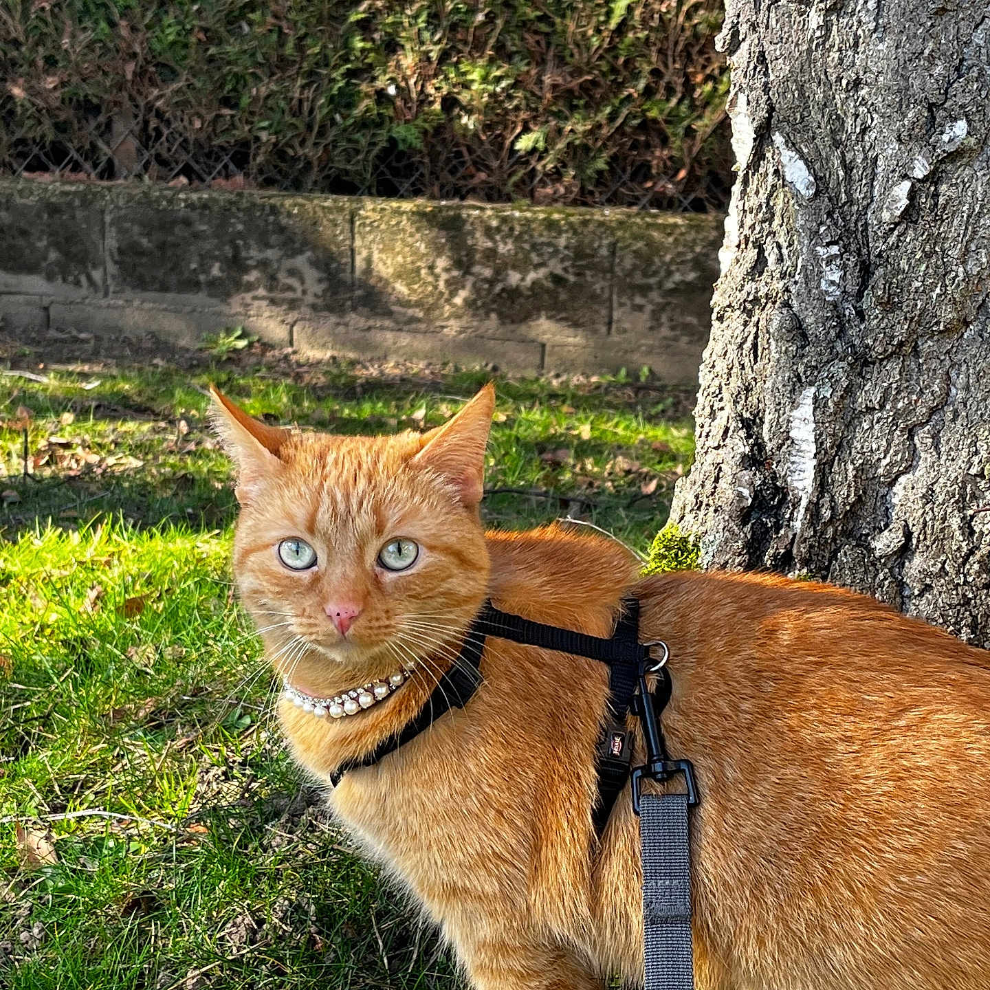 Channel Star participe au concours pour gagner de l'argent avec cette photo : alert, animal, cat, closeup, fur, ginger_cat, grass, greenery, harness, leash, moss, nature, necklace, outdoor, pearls, pet, shrubbery, stone_wall, sunlight, tree_trunk