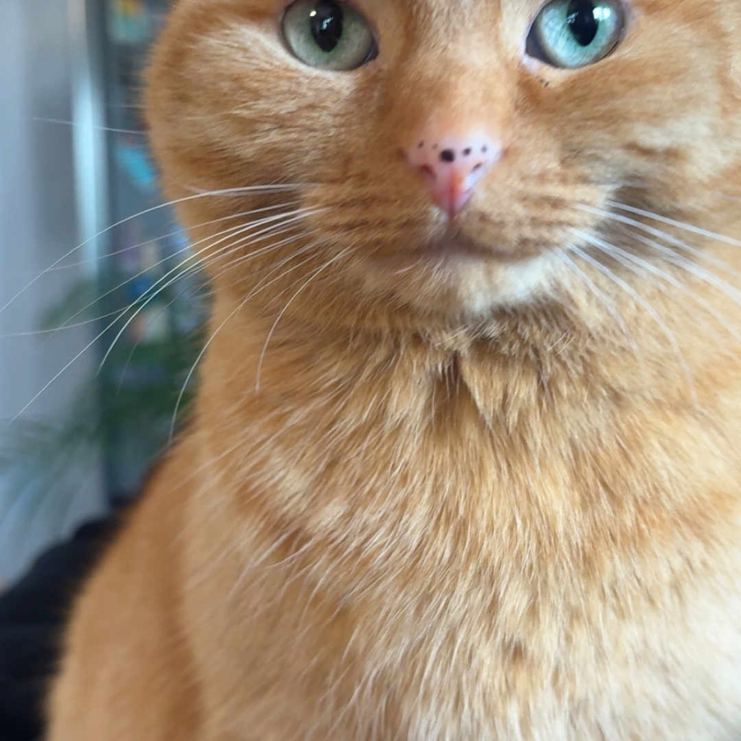 Channel a rejoint le concours — aidez-le/la à gagner de superbes lots ! cat, ginger_cat, close_up, indoor, pet, feline, whiskers, fur, green_eyes, domestic_animal, cute, portrait, animal, mammal, sitting, curious, face, nose, ears, calm