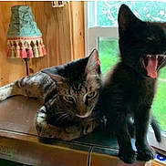 Ruby joined the competition — help win amazing prizes! cat, kitten, black_cat, tabby_cat, indoor, window, appliance, yawning, resting, fur, pet, animal, cute, domestic, wooden_wall, lamp, natural_light, greenery, house, relaxing