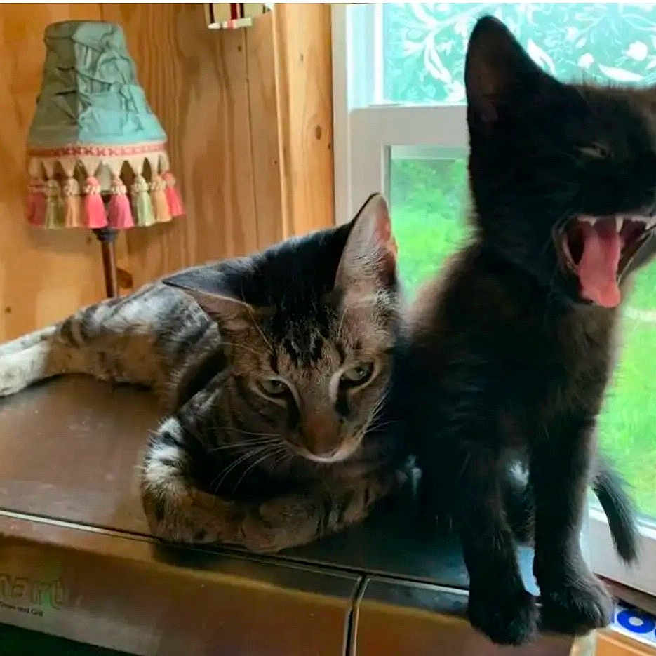 Ruby joined the competition — help win amazing prizes! animal, appliance, black_cat, cat, cute, domestic, fur, greenery, house, indoor, kitten, lamp, natural_light, pet, relaxing, resting, tabby_cat, window, wooden_wall, yawning