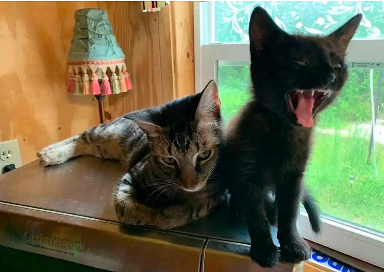 Ruby joined the competition — help win amazing prizes! cat, kitten, black_cat, tabby_cat, indoor, window, appliance, yawning, resting, fur, pet, animal, cute, domestic, wooden_wall, lamp, natural_light, greenery, house, relaxing