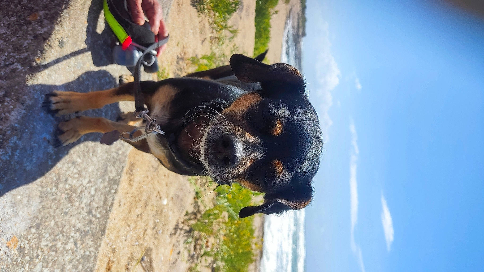 Dolly participe au concours pour gagner de l'argent avec cette photo : canidae, carnivore, cloud, collar, dog, dog_breed, fawn, guard_dog, hunting_dog, plant, sky, tail, terrestrial_animal, tree, working_animal, working_dog