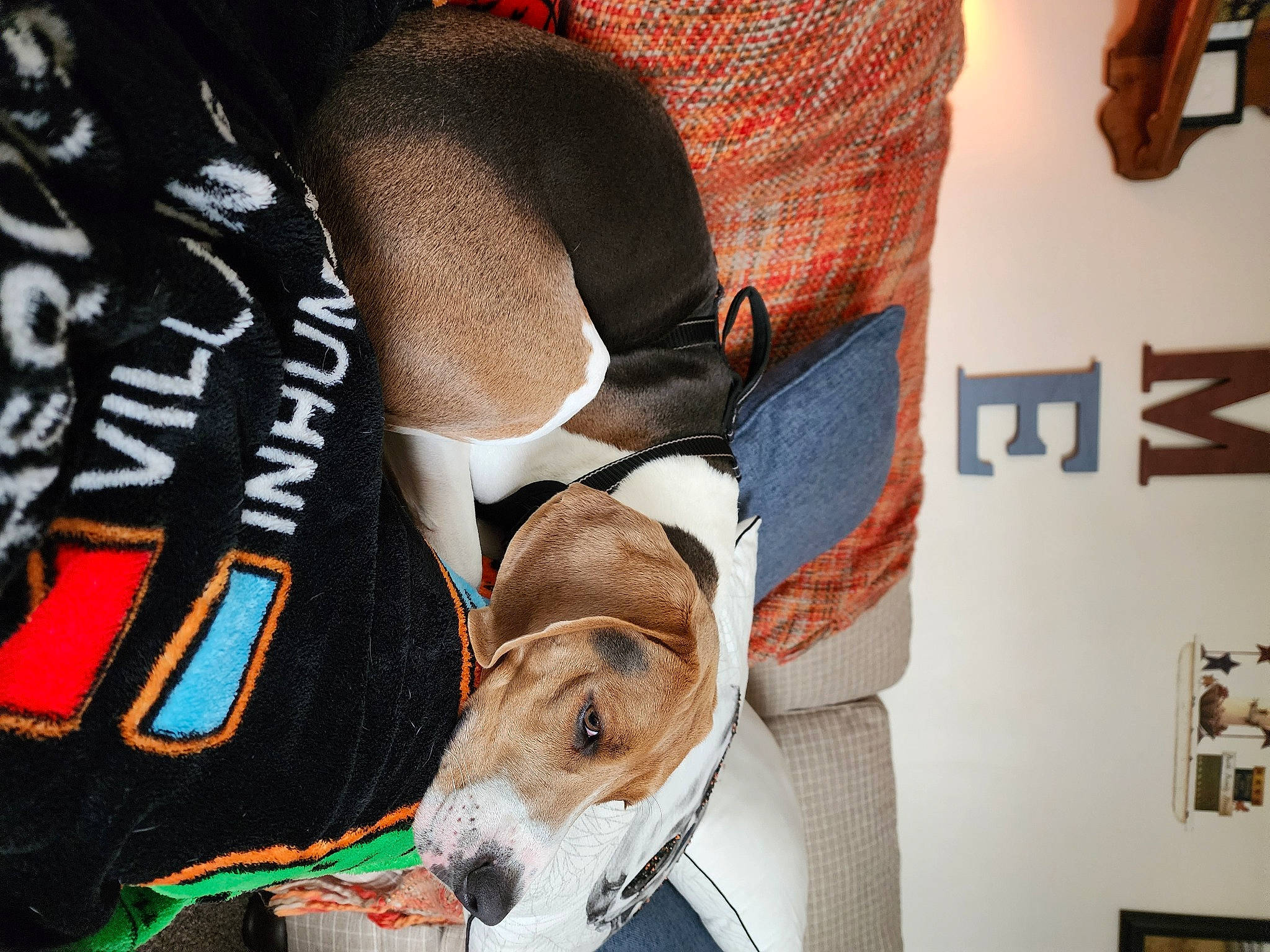 Zero is registered to the contest to win money with this photo: carmine, carnivore, collar, comfort, companion_dog, dog, dog_breed, dog_supply, elbow, fawn, font, fur, human_leg, knee, linens, snout, textile, thigh, working_animal, wrist