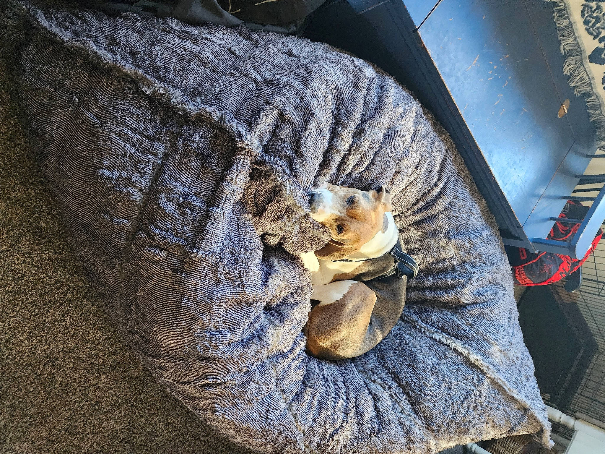 Zero is registered to the contest to win money with this photo: auto_part, automotive_exterior, automotive_lighting, automotive_tire, automotive_wheel_system, bumper, denim, dress, electric_blue, fashion_accessory, felidae, fur, hat, metal, motor_vehicle, rim, toy, trunk, vehicle_door, wood