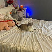 Snowy joined the competition — help win amazing prizes! cat, bed, stuffed_toy, teddy_bear, plush_duck, plush_dinosaur, candle, nightstand, pillow, duvet, bedroom, cozy, blue_light, water_bottle, phone, flowers, gray_wall, whiskers, staring_cat, indoor