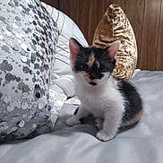 Destiny Greyer is registered to the contest to win money with this photo: kitten, cat, calico, bed, pillow, plush_pillow, sequined_pillow, cute, pet, indoor, animal, feline, small, fur, whiskers, ears, soft, resting, young, curious