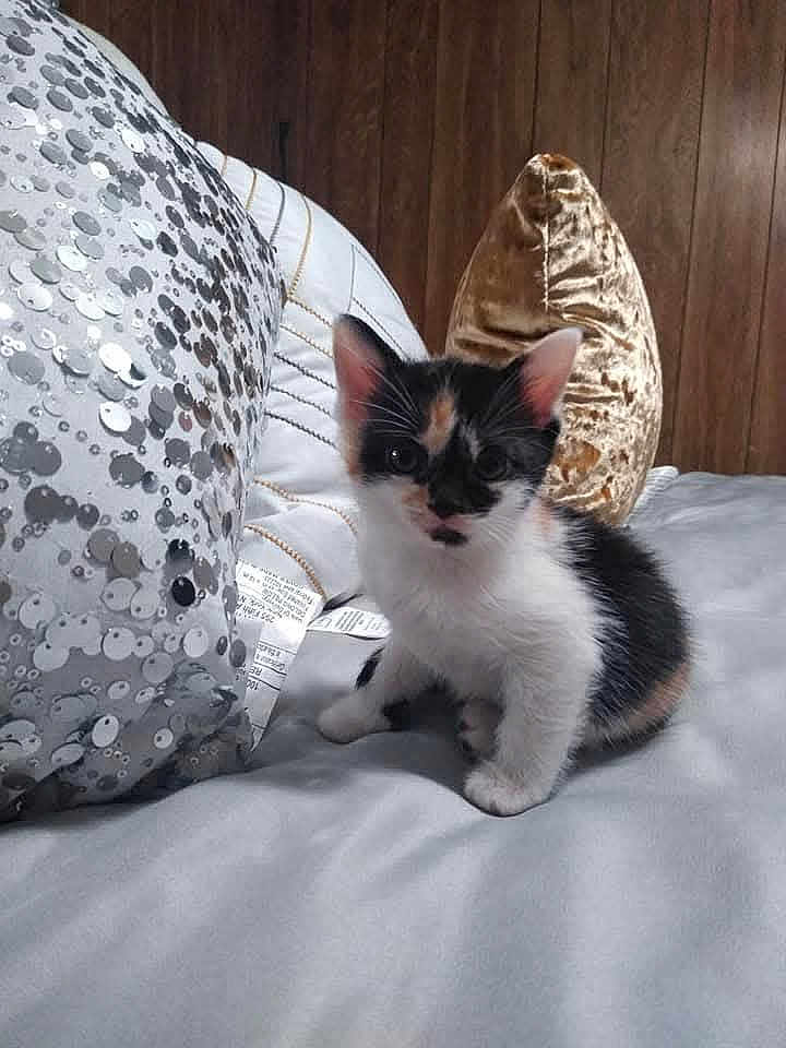 Destiny Greyer is registered to the contest to win money with this photo: kitten, cat, calico, bed, pillow, plush_pillow, sequined_pillow, cute, pet, indoor, animal, feline, small, fur, whiskers, ears, soft, resting, young, curious