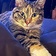 Lea joined the competition — help win amazing prizes! bedding, bell, cat, close_up, collar, cozy, domestic_cat, ears, feline, fur, green_eyes, indoor, paws, pet, portrait, relaxed, staring, striped, tabby, whiskers