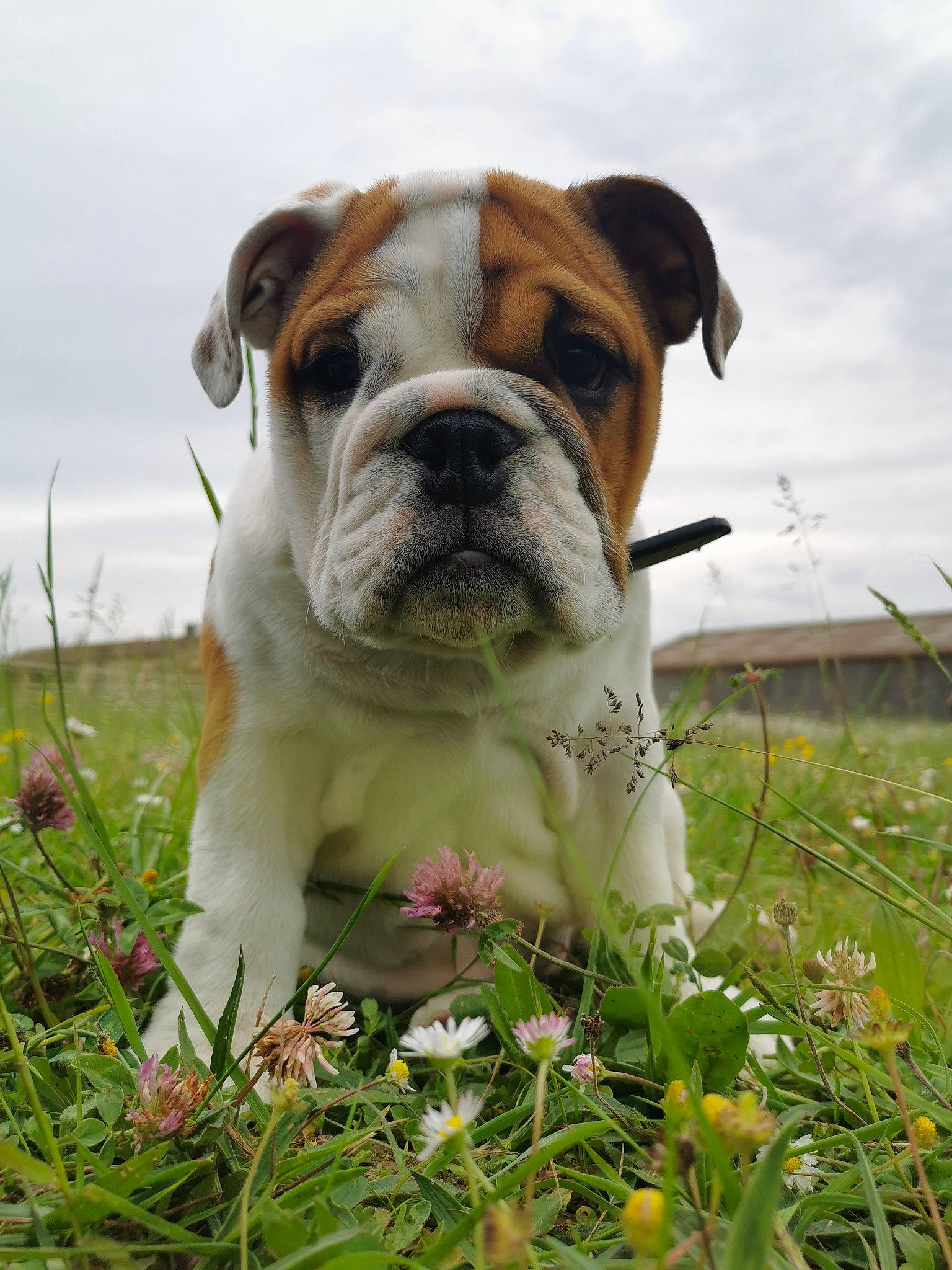 Victory participe au concours pour gagner de l'argent avec cette photo : bulldog, canidae, carnivore, cloud, companion_dog, dog, dog_breed, fawn, flower, grass, grassland, herbaceous_plant, landscape, meadow, plant, prairie, sky, snout, sporting_group, wrinkle