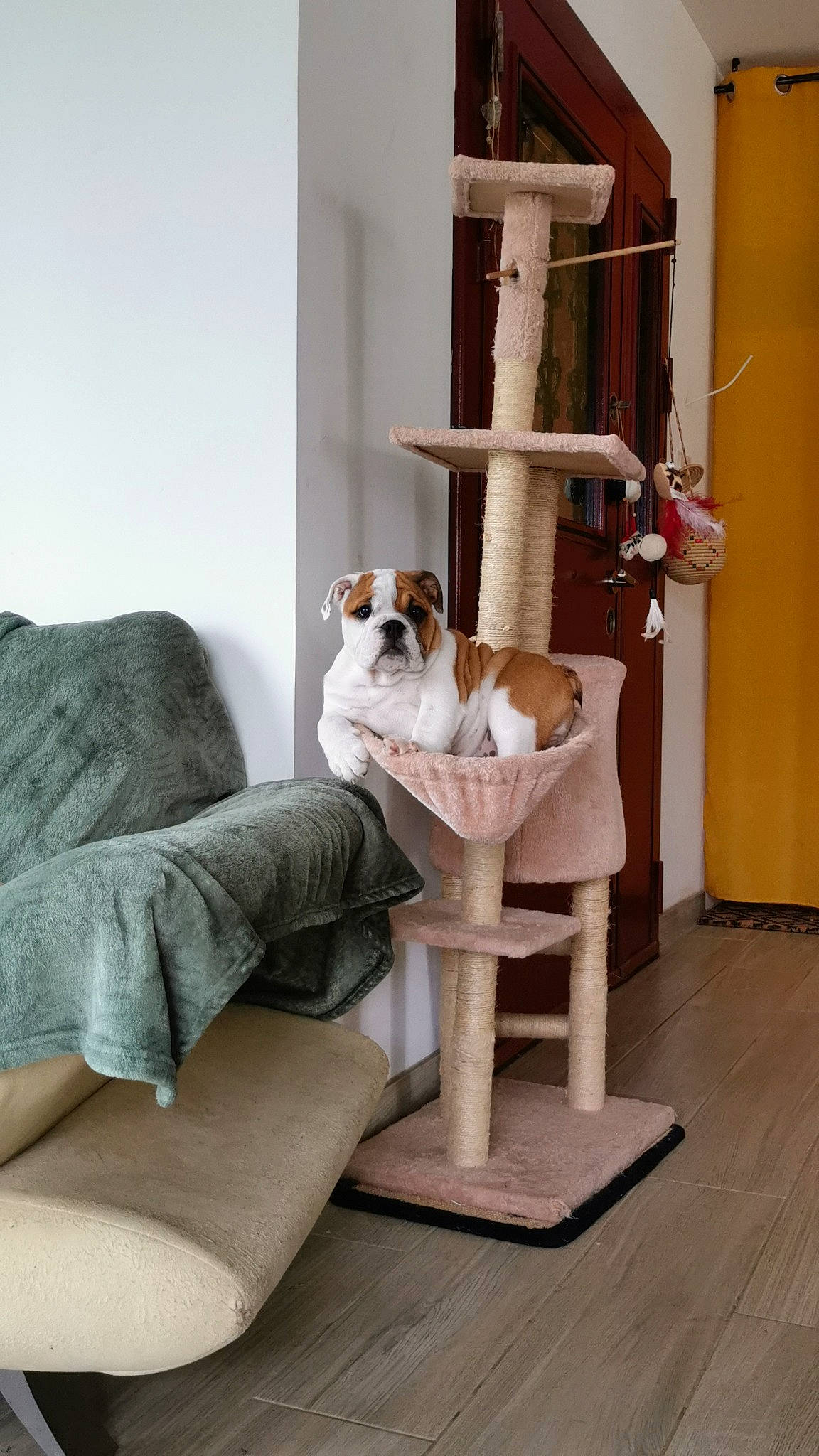 Victory participe au concours pour gagner de l'argent avec cette photo : carnivore, comfort, companion_dog, couch, dog, dog_breed, dog_supply, fawn, floor, flooring, hardwood, interior_design, living_room, pet_supply, room, sporting_group, studio_couch, throw_pillow, wood, wood_flooring