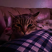Beans is registered to the contest to win money with this photo: cat, tabby, pet, indoor, cozy, plaid, blanket, couch, furniture, closeup, face, whiskers, ears, sleepy, relaxed, domestic, animal, soft_light, home, resting