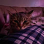cat, tabby, pet, indoor, cozy, plaid, blanket, couch, furniture, closeup, face, whiskers, ears, sleepy, relaxed, domestic, animal, soft_light, home, resting