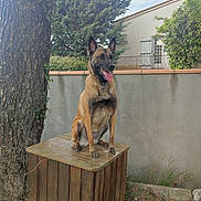 Bella a rejoint le concours — aidez-le/la à gagner de superbes lots ! animal, box, bulldog, canine, dog, germanshepherd, hardwood, path, pet, plant, plywood, policedog, pottedplant, pug, slate, tree, treestump, treetrunk, walkway, wood