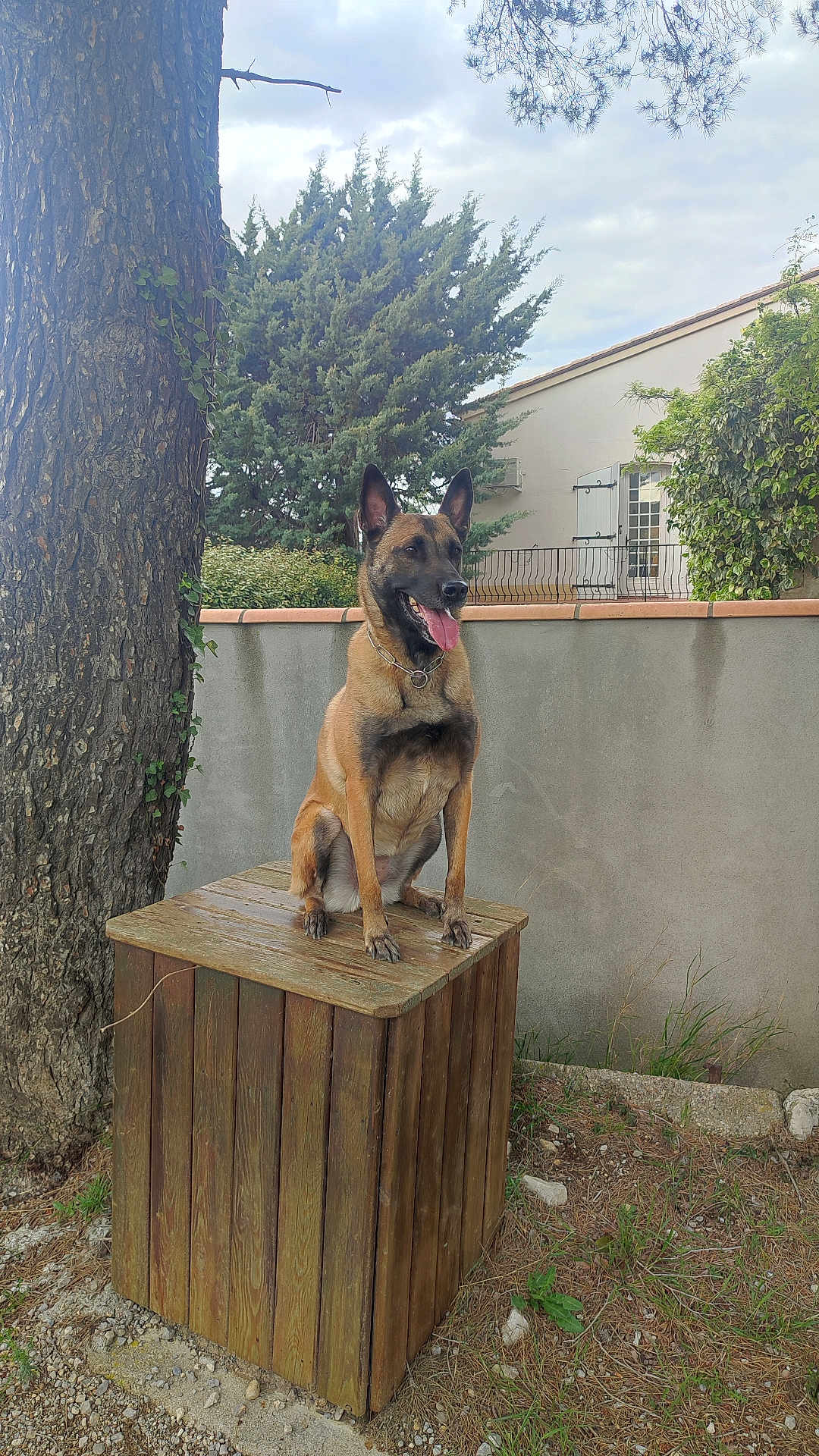 Bella a rejoint le concours — aidez-le/la à gagner de superbes lots ! animal, box, bulldog, canine, dog, germanshepherd, hardwood, path, pet, plant, plywood, policedog, pottedplant, pug, slate, tree, treestump, treetrunk, walkway, wood