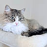 cat, fluffy, blue_eyes, long_hair, tabby, white_fur, gray_fur, pet, animal, portrait, close_up, lying_down, relaxed, indoors, soft_background, plush_bed, whiskers, pink_nose, ears, photography