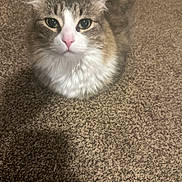 Coconut joined the competition — help win amazing prizes! cat, kitten, feline, fluffy, gray_and_white, long_hair, green_eyes, pink_nose, whiskers, ears, pet, animal, portrait, close_up, sitting, carpet, indoors, home, cute, staring