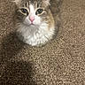 cat, kitten, feline, fluffy, gray_and_white, long_hair, green_eyes, pink_nose, whiskers, ears, pet, animal, portrait, close_up, sitting, carpet, indoors, home, cute, staring