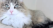 Coconut joined the competition — help win amazing prizes! cat, feline, tabby, long_hair, fluffy, white_fur, gray_fur, blue_eyes, pink_nose, whiskers, pointed_ears, portrait, close_up, indoors, relaxed, lying_down, pet, soft_blanket, cozy, animal_photography