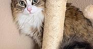Coconut joined the competition — help win amazing prizes! blue_eyes, cat, cat_tree, cozy, curious, ears, fluffy, home, indoor, kitten, long_hair, pet, pink_nose, portrait, scratching_post, sunlight, tabby, tail, whiskers, white_chest