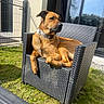 Tobby participe au concours pour gagner de l'argent avec cette photo : animal, backyard, brown_dog, canine, chair, collar, daylight, dog, fence, garden, grass, house, nature, outdoor, pet, relaxed, resting, sunlight, window, woven_chair