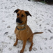 Tobby a rejoint le concours — aidez-le/la à gagner de superbes lots ! animal, animal_portrait, brown_coat, canine, collar, daylight, dog, footprints, grass_under_snow, metal_structure, nature, obedient, outdoor, paw_prints, pet, playground, sitting, snow, winter, yard