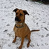 animal, animal_portrait, brown_coat, canine, collar, daylight, dog, footprints, grass_under_snow, metal_structure, nature, obedient, outdoor, paw_prints, pet, playground, sitting, snow, winter, yard