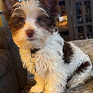 Bandit joined the competition — help win amazing prizes! puppy, dog, pet, indoor, couch, fur, brown_and_white, ears, eyes, collar, curly_fur, sitting, animal, cute, companion, domestic, furniture, home, portrait, closeup