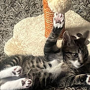 Russo joined the competition — help win amazing prizes! animal, carpet, cat, closeup, cute, feline, fuzzy_ball, home, indoor, kitten, paw, pet, pet_toy, playful, rug, scratching_post, tabby, toy, white_paws, young_cat