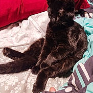 Blakie joined the competition — help win amazing prizes! black_cat, cat, pet, bed, blanket, pillow, indoor, feline, animal, resting, fur, cute, domestic_animal, cozy, relaxed, sitting, looking_away, comfort, home, curious