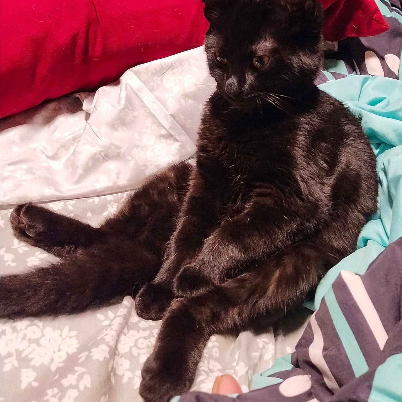 Blakie joined the competition — help win amazing prizes! black_cat, cat, pet, bed, blanket, pillow, indoor, feline, animal, resting, fur, cute, domestic_animal, cozy, relaxed, sitting, looking_away, comfort, home, curious