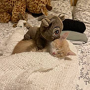 Iggy participe au concours pour gagner de l'argent avec cette photo : kitten, sleeping, blanket, plush_toy, stuffed_animal, bed, pillow, leopard, soft, cozy, indoor, animal, cute, resting, feline, fabric, pattern, comfort, toy, relaxation