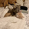 kitten, sleeping, blanket, plush_toy, stuffed_animal, bed, pillow, leopard, soft, cozy, indoor, animal, cute, resting, feline, fabric, pattern, comfort, toy, relaxation