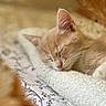 Iggy a rejoint le concours — aidez-le/la à gagner de superbes lots ! kitten, cat, sleeping, nap, blanket, soft_focus, close_up, indoor, cozy, fluffy, white, orange, fur, whiskers, peaceful, cute, pet, animal, resting, warm_lighting